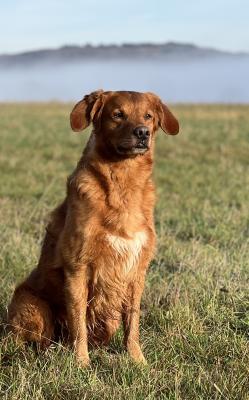 Cairngold's Cullen Angus