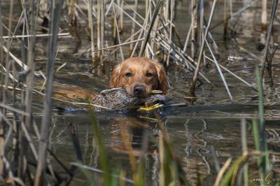 Windworker's James Galway 