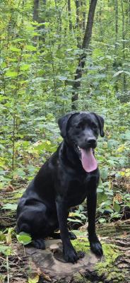 Sjakie v.d. Waterlandspolder