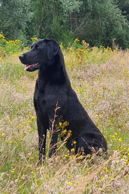 Woodfen Gundogs Wildrose