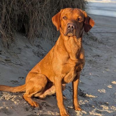 Powee’s I’m George