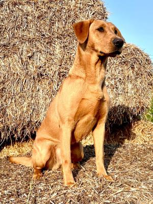 Lucky Labrador’s Dorus Duke