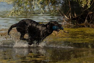 Glain Skadi vom Kleinen Hülser Berg