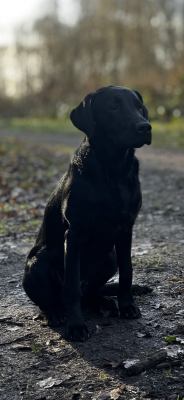 Eijkenhorsten Inverness