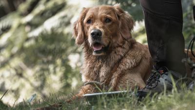 Hailix Golden Heavenly Valpolicella