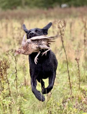 Brookbank Hummingbird