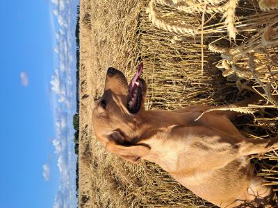 Beautiful hunter dulcie paddy