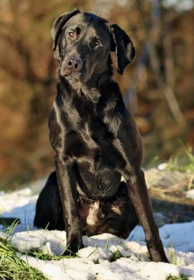 Heather & Oaks Arrow