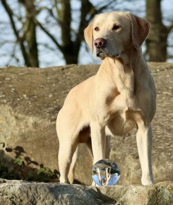 Guided Arrow Brave Sokrates 