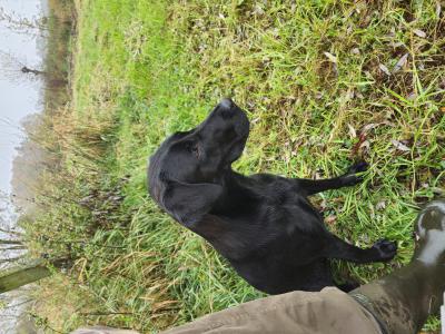 du marais de piremont vinie vidi vici