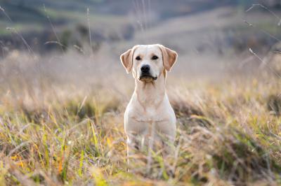 Hayweeds Amber Orange