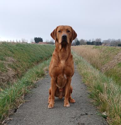 Awesome Daaf of Mayfield Manor