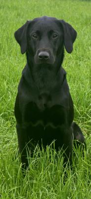 Bloom with Grace Good Luck Charm 