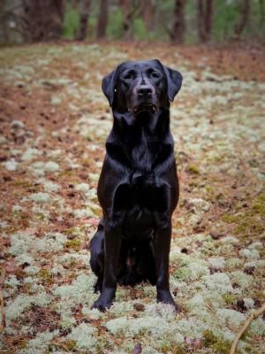 Purplemoors X-Plorer Gust