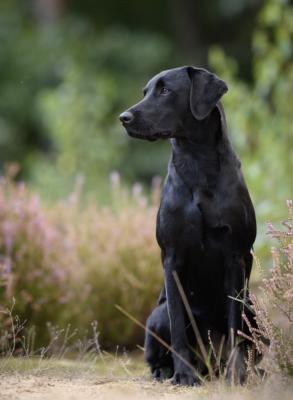 Founder Field Central Park (Noep)