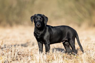 Stünkel's Hazelwood