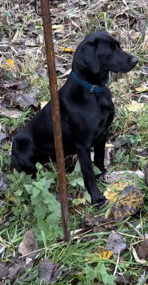 Deep lake Xanthipe ofCudley Bear