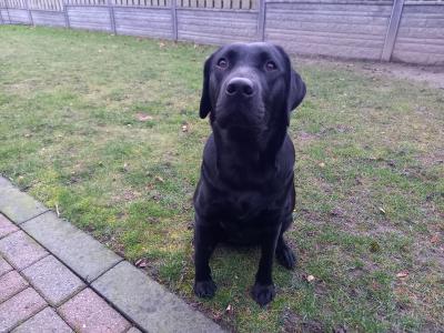 Spexx Hollands Ghillie of Upperclaws