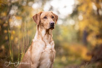 DI Humphrey Goodman v.h. Haesdal