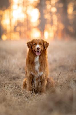 Iron Torch Targaryen Fire