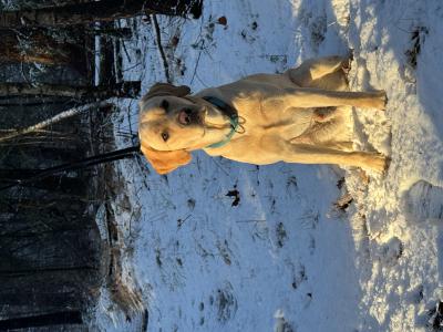 Original Olaf the Second off April