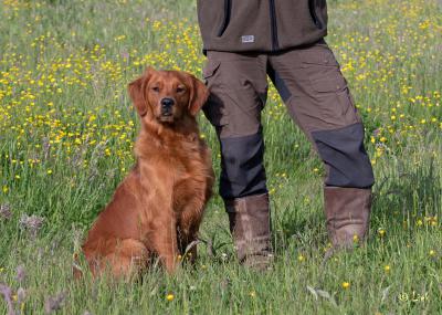 Apollo van de Galgmachine