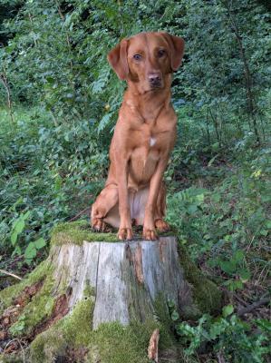 Nala V.H. Oude Jagershuysje