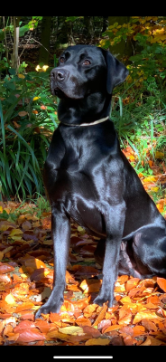 Dashwood Irish Imp Spark