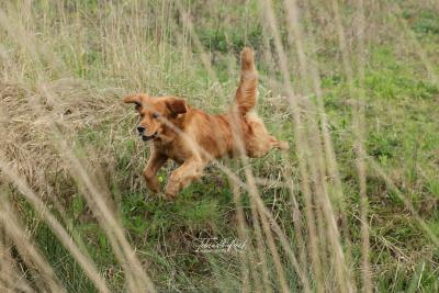 Courageous Jasper Raven Golden Dawn