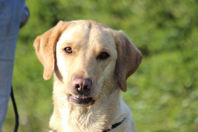 Wood Fen Gundogs Viola