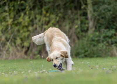 Claim to Fame Vibrant Star