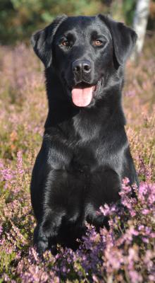 Purplemoors Willy Willy of Starcreek