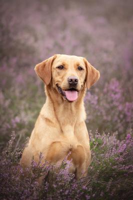 Purplemoors X-Jacky of Starcreek