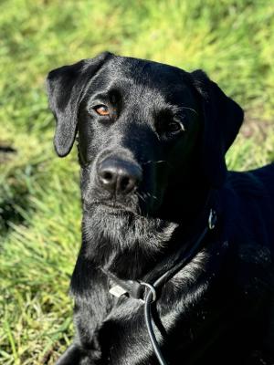 Bilbo Beutlin Fellow for Life