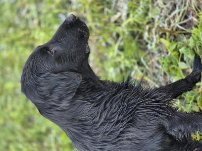 Brightonyx velvet Julius