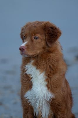 Weegobee's Inish Biven