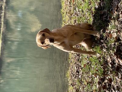 Heath Fields Aviemore