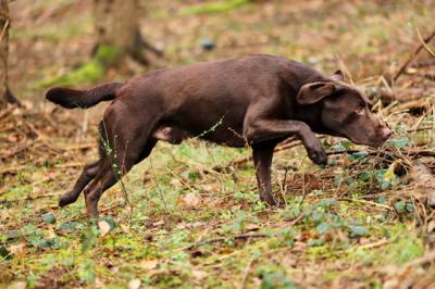 SL JollyChoc‘s Just Henry