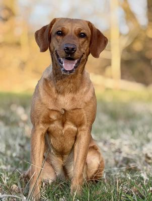 Lego vom Mitteldeich