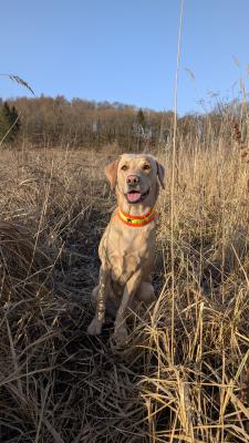 Marli's Kings Best Dog Bonnie