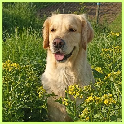 Lucky Lucy My Golden Future Dream