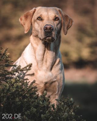 Summerfields Dust Best Mable