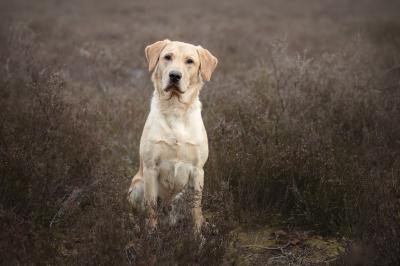 Leo van 's Gravenhorst