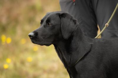 Duck Enticer's Dayflower