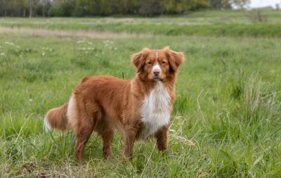 Frá Hreinir Veller Jutta