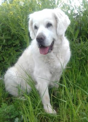 Blue Sky MY Golden Future Dream