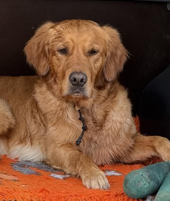 Nette`s Golden Tal unbelievable Buster