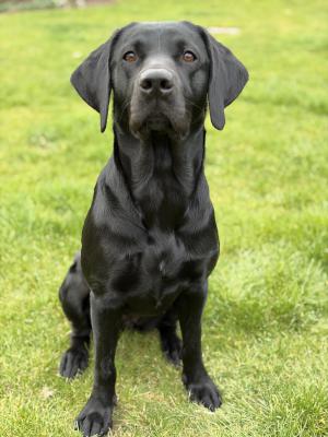 Sense of Fortune Charlotte