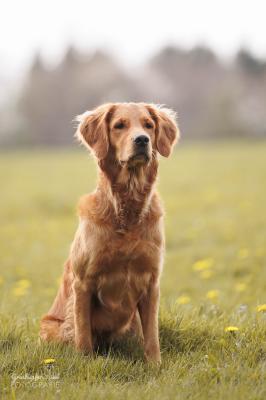 I‘m Chelsea Golden Power of Lindelbach