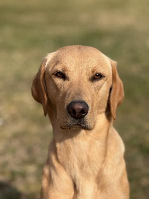 Quick Stepers Nyuki Ninja